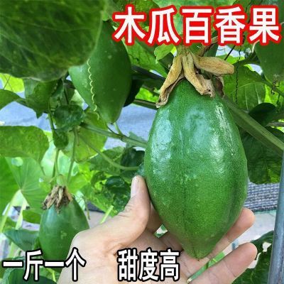 新品种台湾金蜜百香果苗甜蜜蜜百香果苗四季可种盆栽地栽庭院阳台