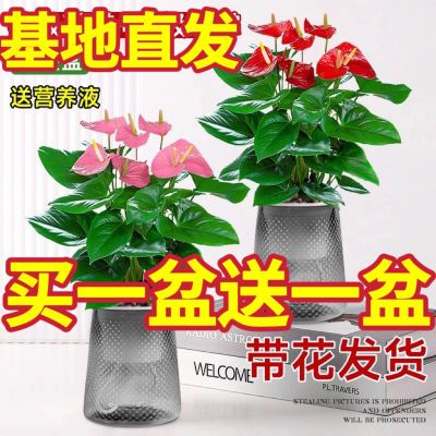 红掌粉掌花卉绿植盆栽水培植物室内好养四季开花免浇水一帆风顺