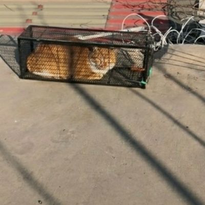 捕猫笼捕猫神器全自动捕猫笼子抓猫神器救助猫笼捉猫捕鼠逮猫工具