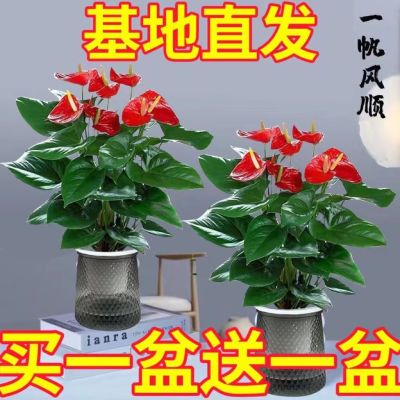 红掌白掌花卉绿植盆栽水培植物室内好养四季开花免浇水一帆风顺