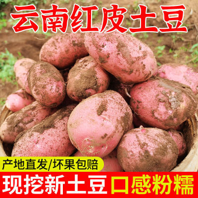 【冲销量】云南高原现挖红皮黄心土豆新鲜蔬菜洋芋马铃薯整箱批发