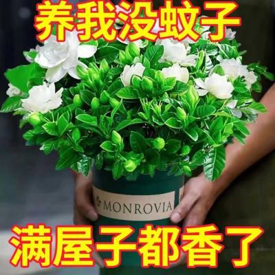 驱蚊清香栀子花苗盆栽浓香型室内绿植四季好养客厅吸甲醛净化空气