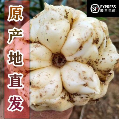 2024年湖南龙山特产新鲜生百合食用特级新货现挖功效微苦优质百合