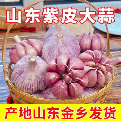 【2024新干蒜】山东金乡紫皮大蒜超大果农家特大新干蒜头批发