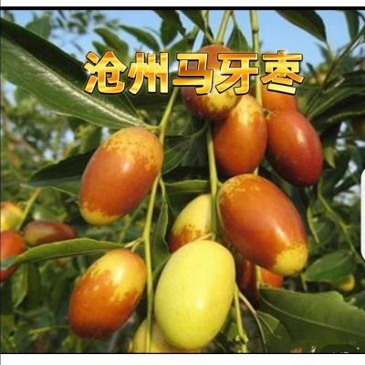 【沧州马牙枣】枣子新鲜水果脆甜蜜枣时令应季水果园直发整箱