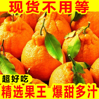 【现货】现摘丑柑桔子应季新鲜水果批发价假丑橘不知火春见耙耙柑