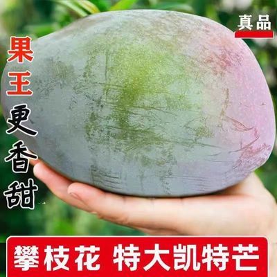 【当季水果】正宗攀枝花凯特大芒果超甜新鲜采摘产地直发坏果包赔