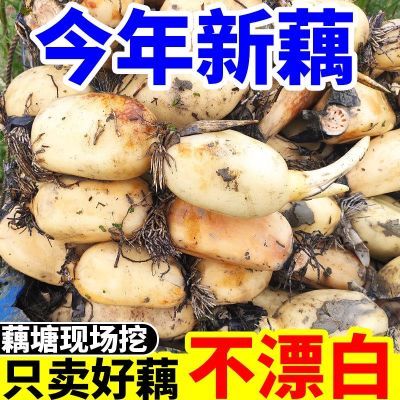 新鲜莲藕2024脆藕洪湖脆藕农家自种现挖应季蔬菜带泥藕整箱批发