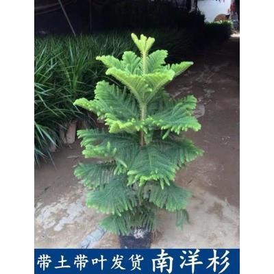 南洋松南洋杉澳洲杉树苗圣诞树网红植物花卉盆景绿植盆栽四季常青