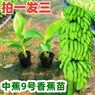 香蕉苗9号1棵200斤新品种中焦香蕉苗红香蕉粉蕉苗树苗当年结