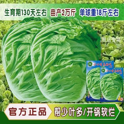 口口香真好吃大白菜种子山东大白菜种籽大白菜种抗病高产多叶白菜