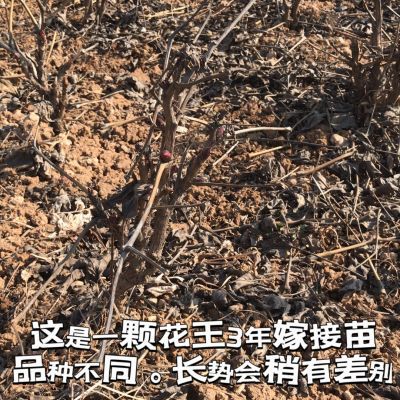 【洛阳牡丹】独杆嫁接品种对版包成活耐寒易活耐高温带土保湿发货