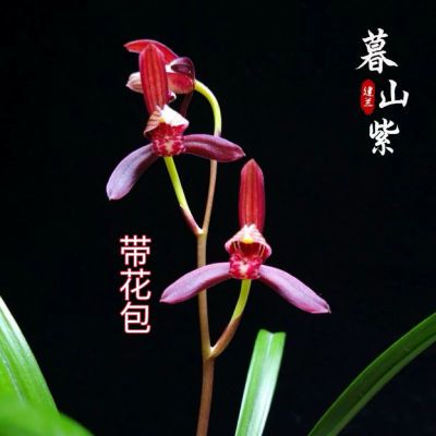 带花包发货建兰名品 暮山紫 浓香型兰花室内阳台绿植花卉盆栽