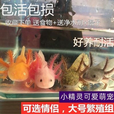 六角恐龙蝾螈自来六角龙鱼蝾螈好养耐活观赏鱼金鱼淡水鱼冷水活鱼