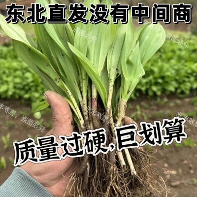 长白山地区寒葱山葱鹿耳韭,特色绿植东北直发大苗