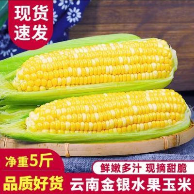 云南金银水果玉米新鲜甜玉米糯低脂减脂免煮当季时令蔬菜整箱包邮