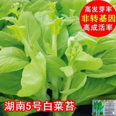 香甜早熟白菜苔种籽白菜心种子脆甜菜苔菜种阳台庭院蔬菜四季种植