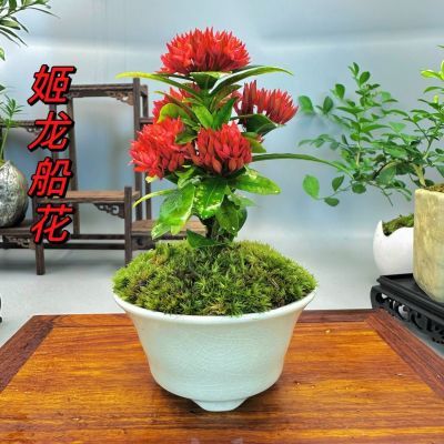 (带花苞)迷你海岛龙船花带花盆绣球绿植四季开花盆栽庭院花卉盆景