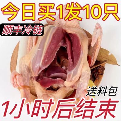 【送炖料】鸽子肉新鲜现杀乳鸽子批发土鸽子汤散养老鸽子日照绿茶