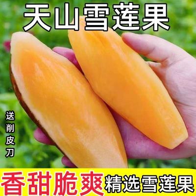 【现挖】云南正宗红心天山黄心雪莲果 新鲜水果应季批发整箱大果