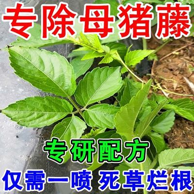 母猪藤专杀除草剂猪婆藤专用除草剂专杀藤类杂草藤类杂草专用