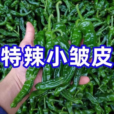 2024新小皱皮辣椒新鲜薄皮特辣超辣青椒辣椒批发青辣椒特辣超辣