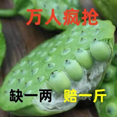 新鲜莲子浙江产现摘莲蓬新鲜水果莲子莲蓬嫩莲子鲜甜当季水果零食