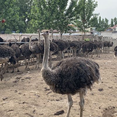 纯种非洲正宗鸵鸟邮包幼苗优质成年一对300脱温三个可达公一母