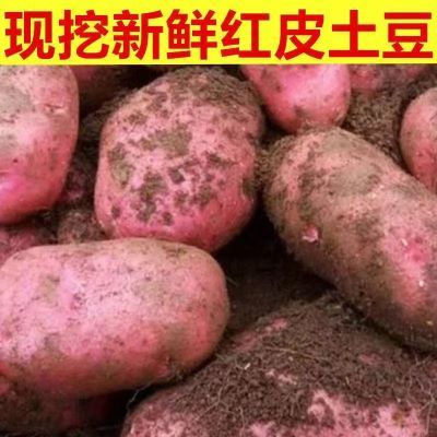 【冲销量】云南高原现挖洋芋红皮黄心土豆新鲜洋芋马铃薯整箱批发