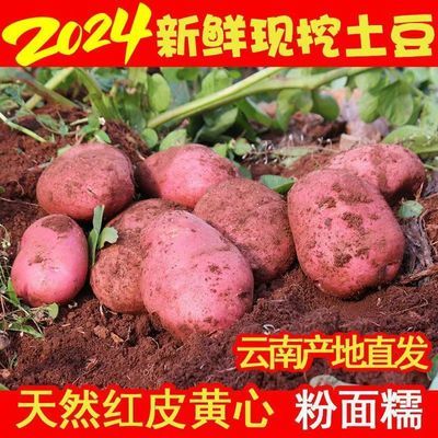 2024年云南高原新鲜现挖红皮黄心土豆5/10斤洋芋马铃薯老品种迷你