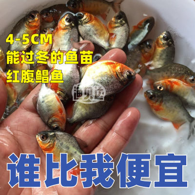 【新客立减】广州红腹白鲳鱼特大种淡水红腹肉食凶猛好养耐养易养