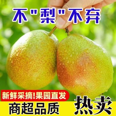 【脆甜多汁】正宗头茬香梨红香酥梨脆甜当季新鲜梨子薄皮新疆香梨