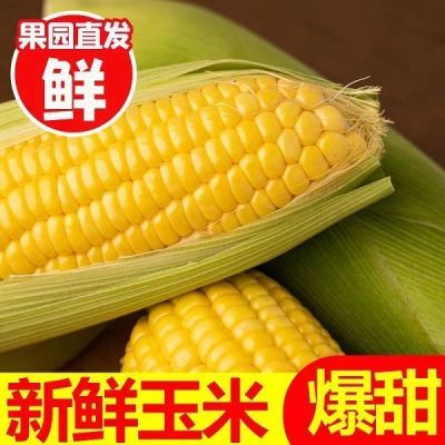 云南新鲜水果甜玉米产地现摘现发玉米棒子爆浆蔬菜玉米3/5/9-10斤