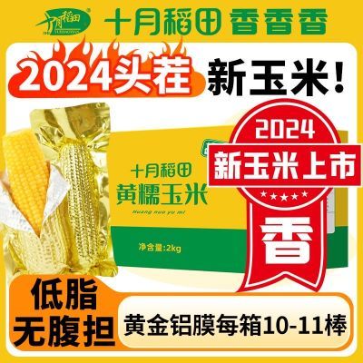 东北24年新十月稻田黄糯玉米8根10根减低脂黄金8段真空铝膜新鲜