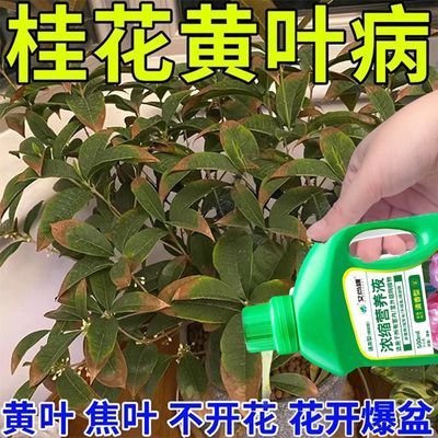 桂花树专用肥料家用四季桂金桂营养液防干叶促开花水溶液体花肥