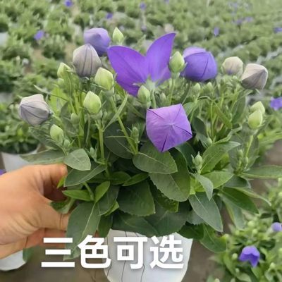 中华桔梗盆栽,下单送肥料,耐高温耐寒勤花云南基地直发适合新手