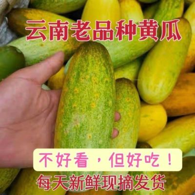 云南当季新鲜本地孕妇青皮水果黄瓜现摘现发生吃凉拌清香整箱包邮