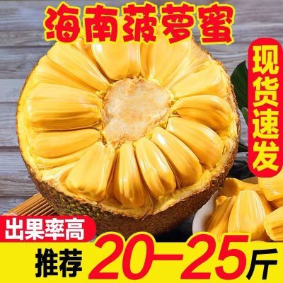 【坏果包赔】海南菠萝蜜一整个新鲜孕妇当季水果波罗蜜批发价包邮