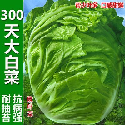 300天大白菜种子包心耐寒晚熟迟白菜帮少叶多过冬白菜蔬菜种籽孑