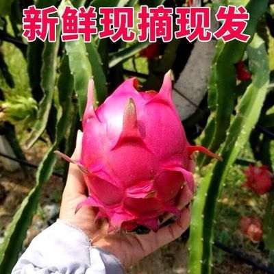 现摘今天发红心火龙果红肉水果新鲜整箱应季水果当季孕妇5斤