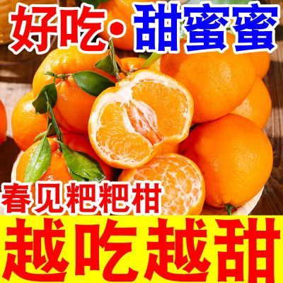 【店长补帖】四川丑橘耙耙柑正宗春见粑粑柑橘子新鲜应季水果桔子