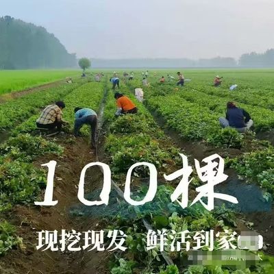 草莓秧苗盆栽带盆土红颜奶油四季结果可食用耐寒阳台庭院种植果树