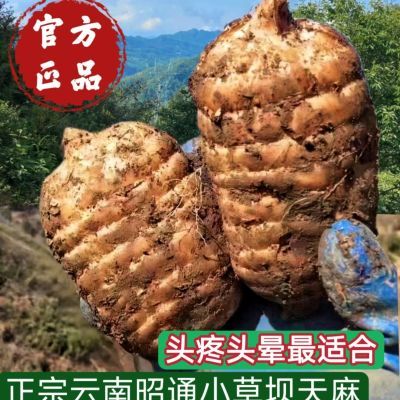 天麻新鲜云南昭通小草坝纯天然正品现挖煲汤野外原生态