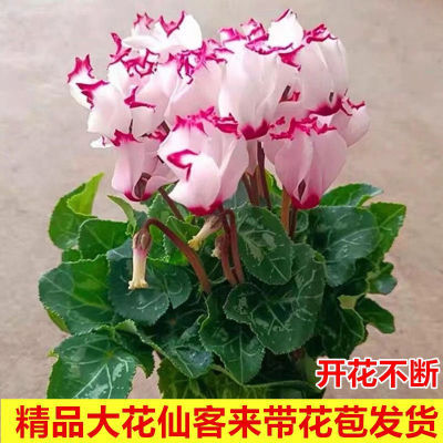 新品大花仙客来盆栽带花发货四季好养的开花阳台室内观花植物花卉