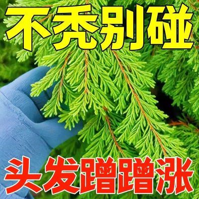 【香港大药房】苗医堂洗发液防脱育发洗发水发功夫养发99%的选择