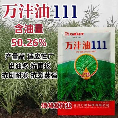 万沣油111油菜种子出油率高产高抗倒伏油菜籽 矮杆大粒耐寒秋播