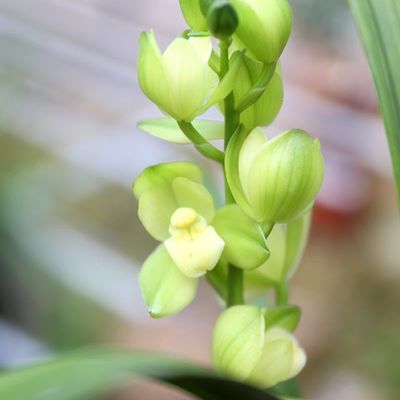 建兰经典铭品兰花苗 洛阳素荷 素心荷瓣四季室内高档绿植盆栽花卉