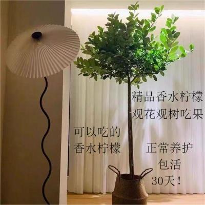 四季结果柠檬树盆栽包邮阳台带果花苞树苗庭院植物水果树绿植室内