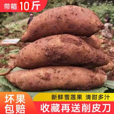 【超低价】云南正宗天山黄心雪莲果5/9斤新鲜应季水果整箱批发