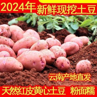 2024年云南高原新鲜现挖红皮黄心土豆5/10斤洋芋马铃薯老品种迷你